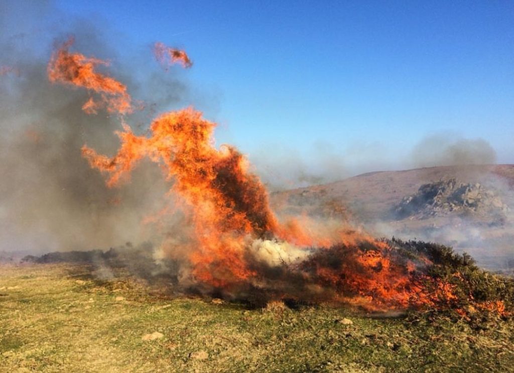 Burning gorse on Dartmoor 