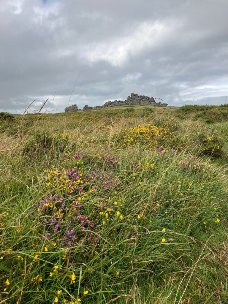 Dartmoor, where burns have happened and deep peat may be lurking under the vegetation.